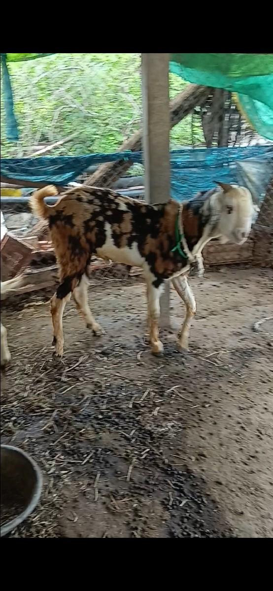 थंबनेल 2