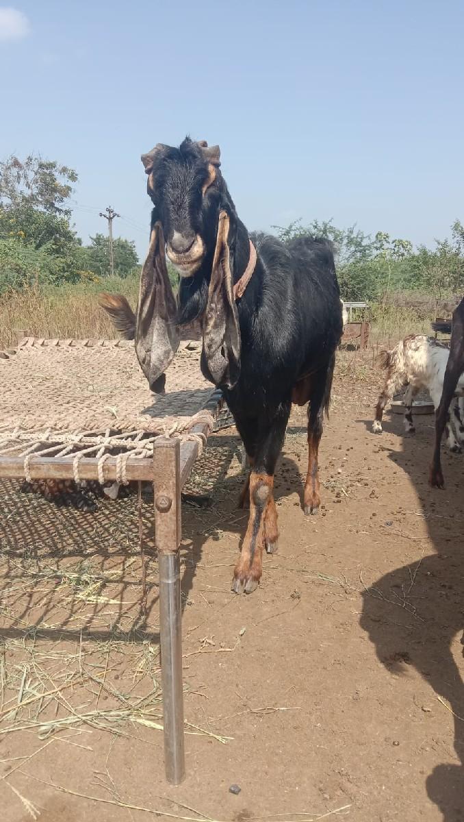 કરોલી કોટા બકરો