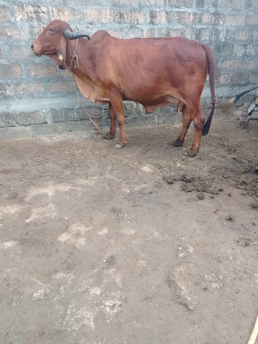 ગાયવેશવાનીછે