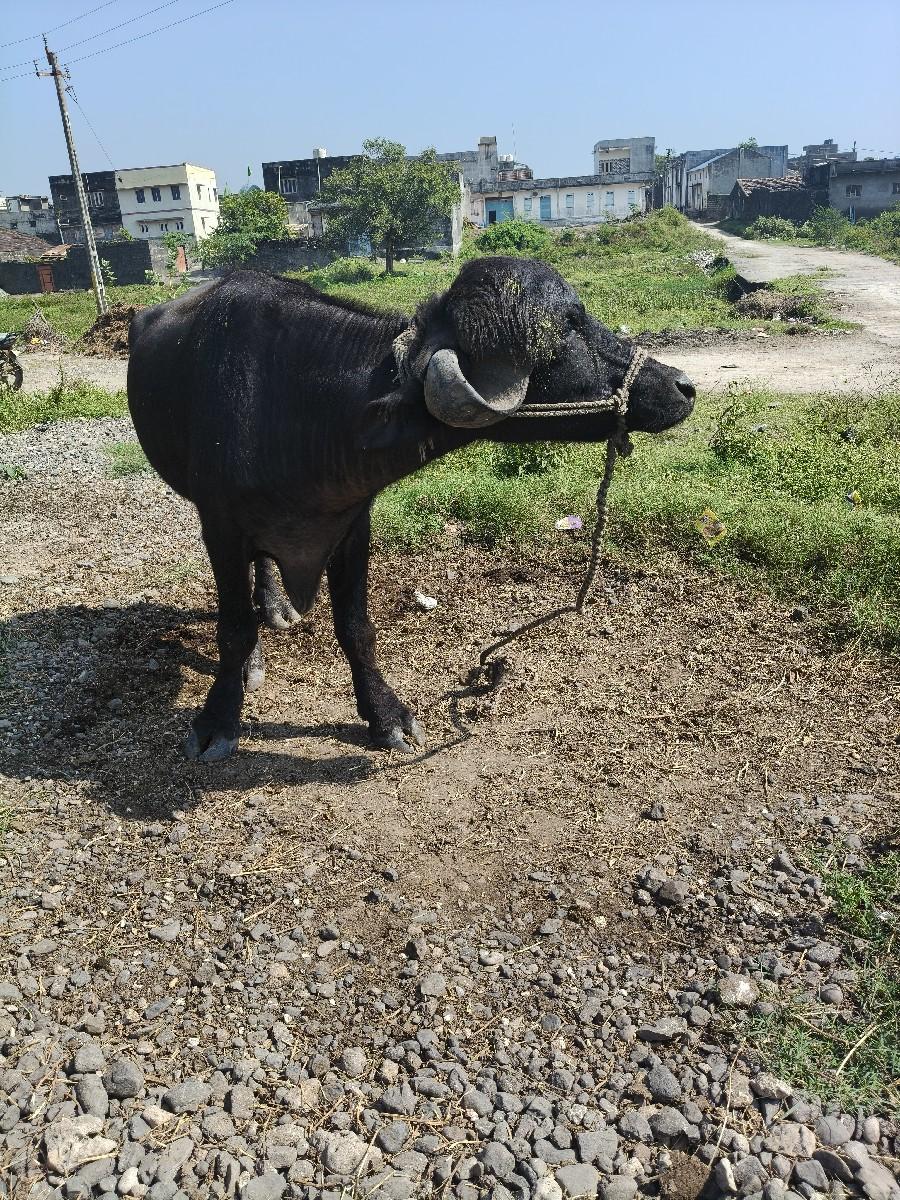 આ ખડેલી વેચવાની