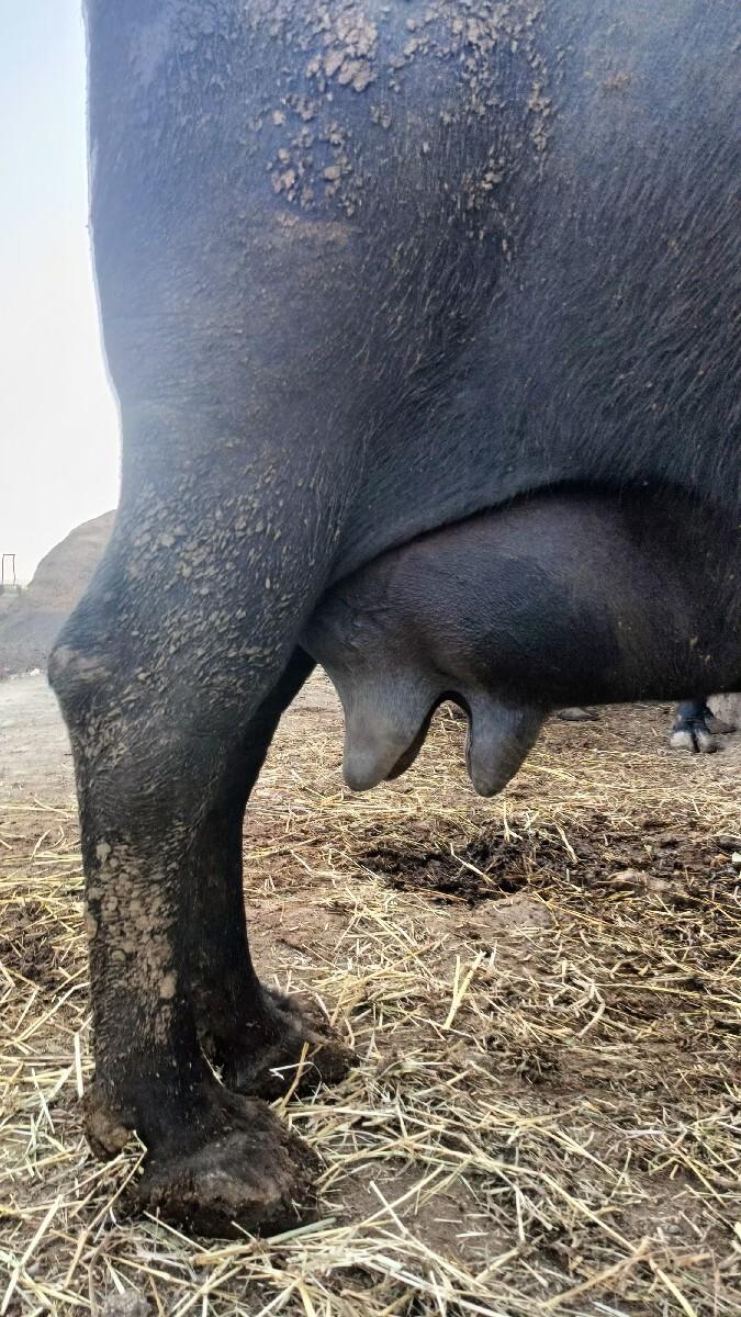 ભેંસ વેચવાની છે.