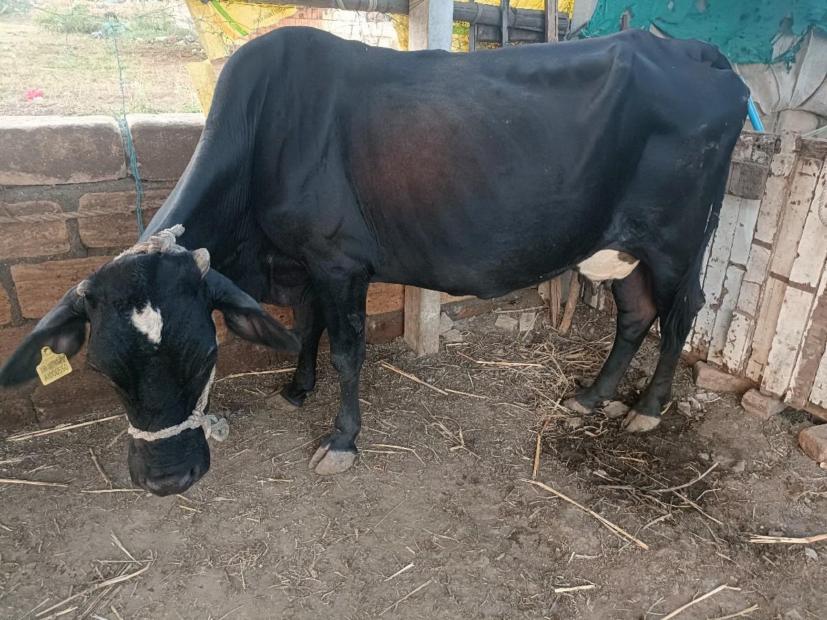 થંબનેલ 3