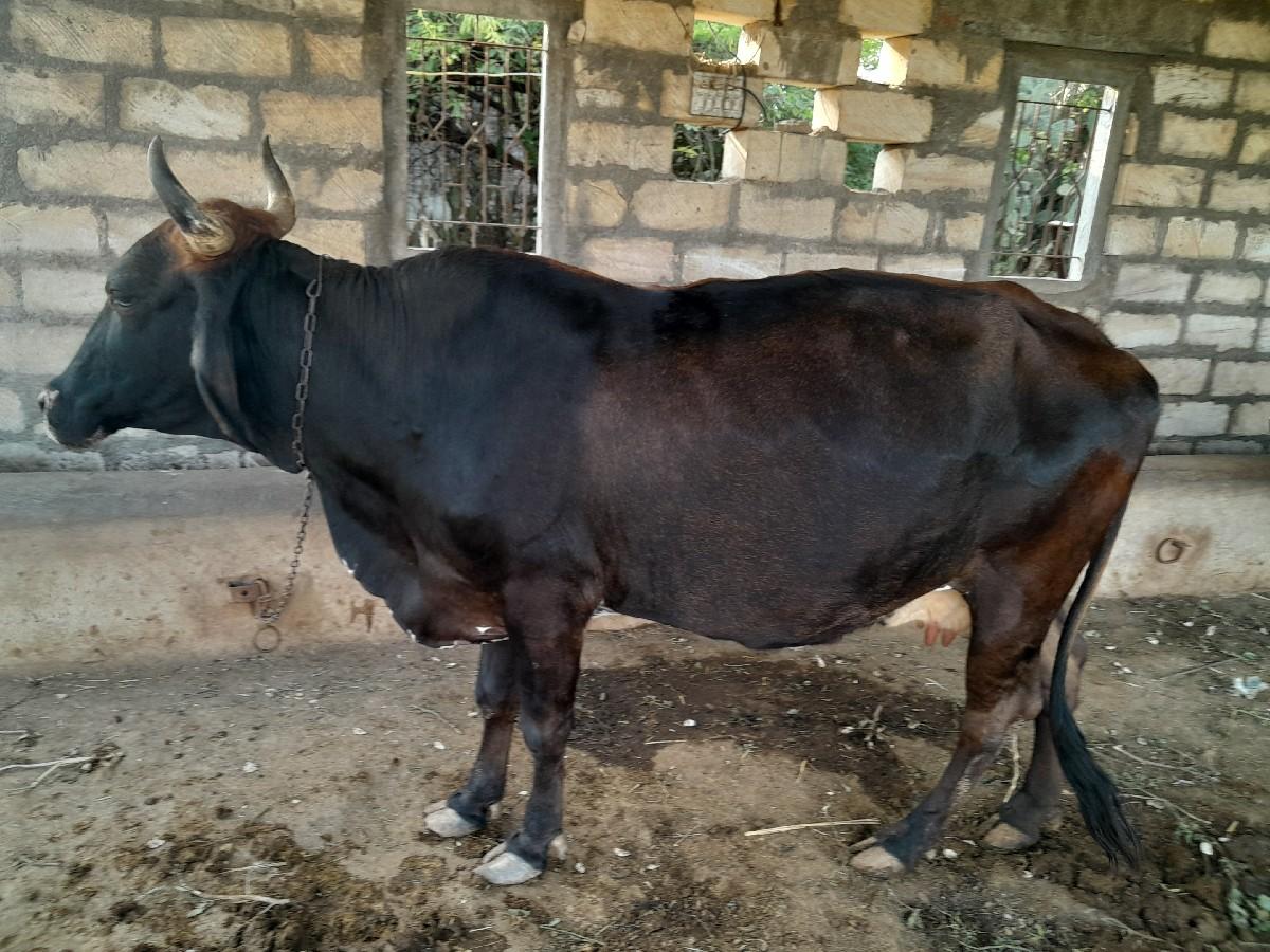 થંબનેલ 2