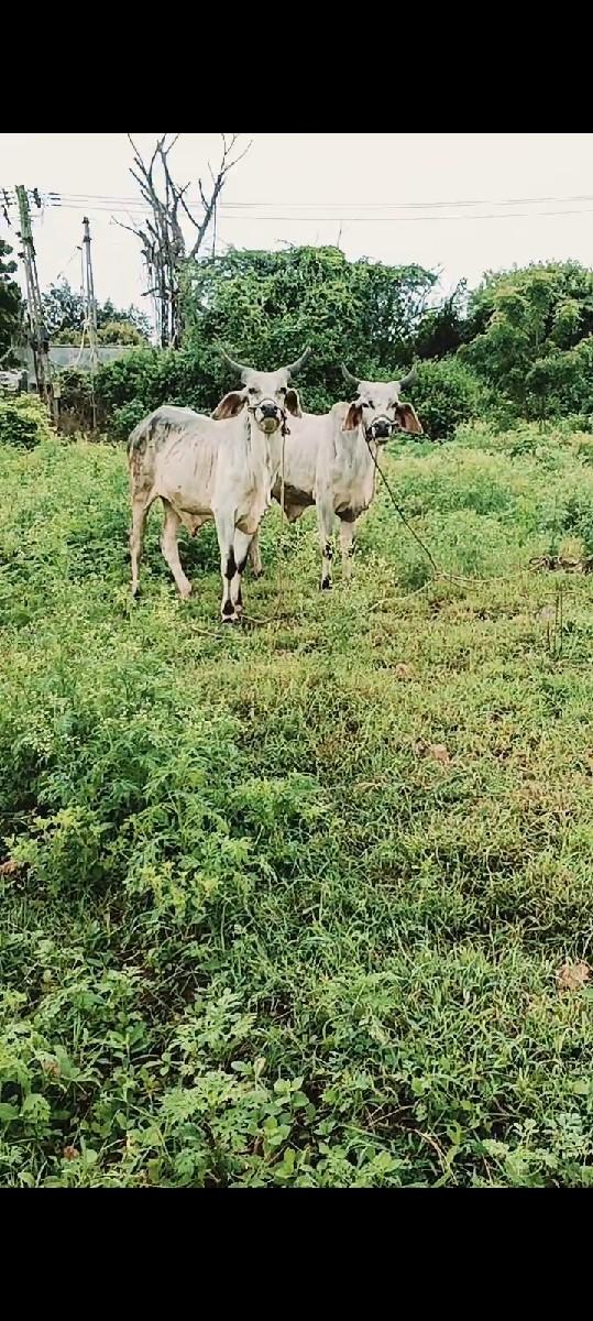 ગોઢલા વેચવાના છે