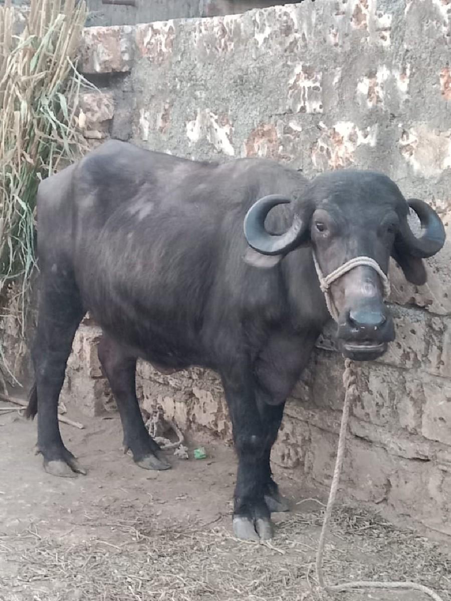 થંબનેલ 3