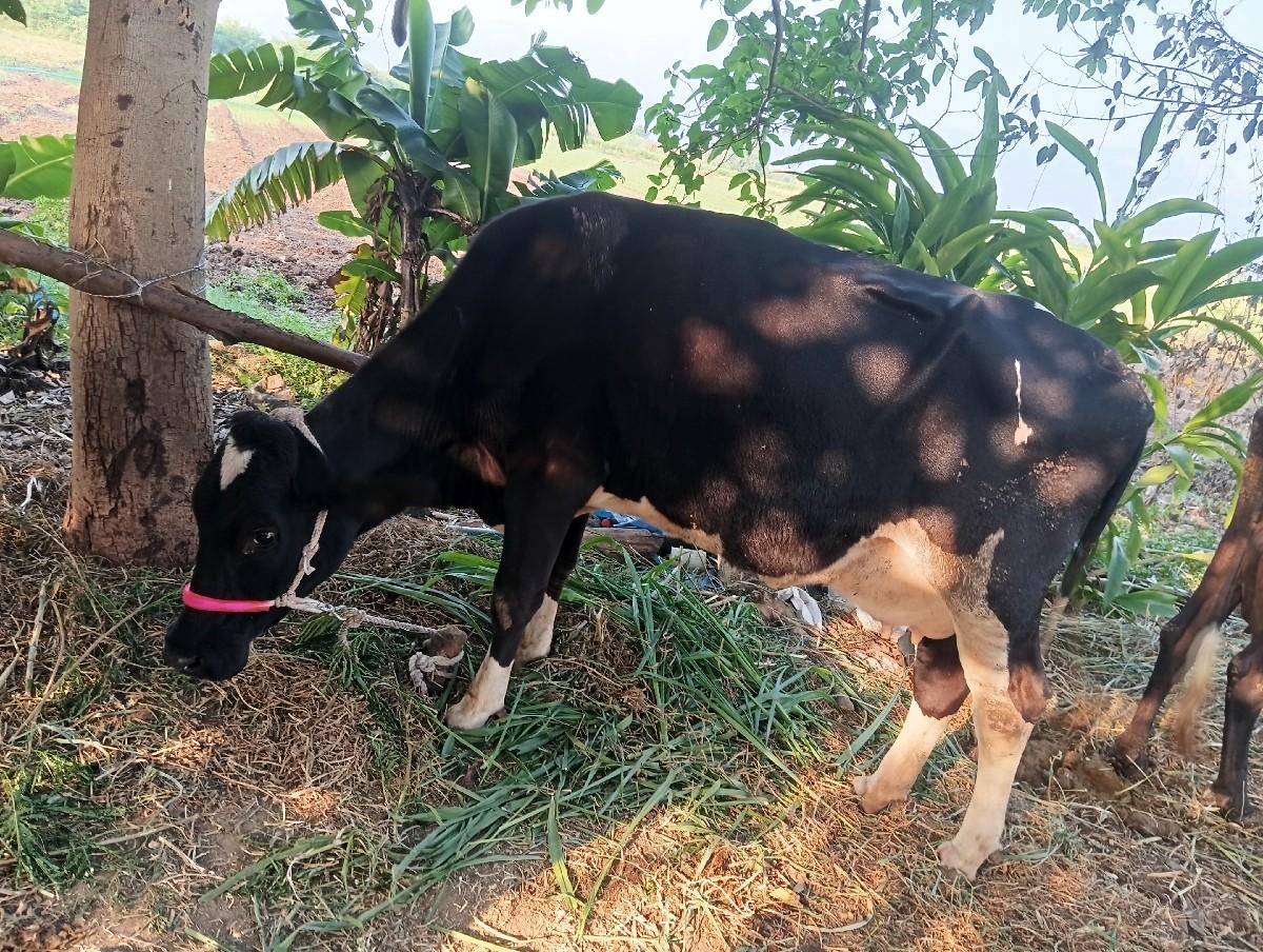 થંબનેલ 2