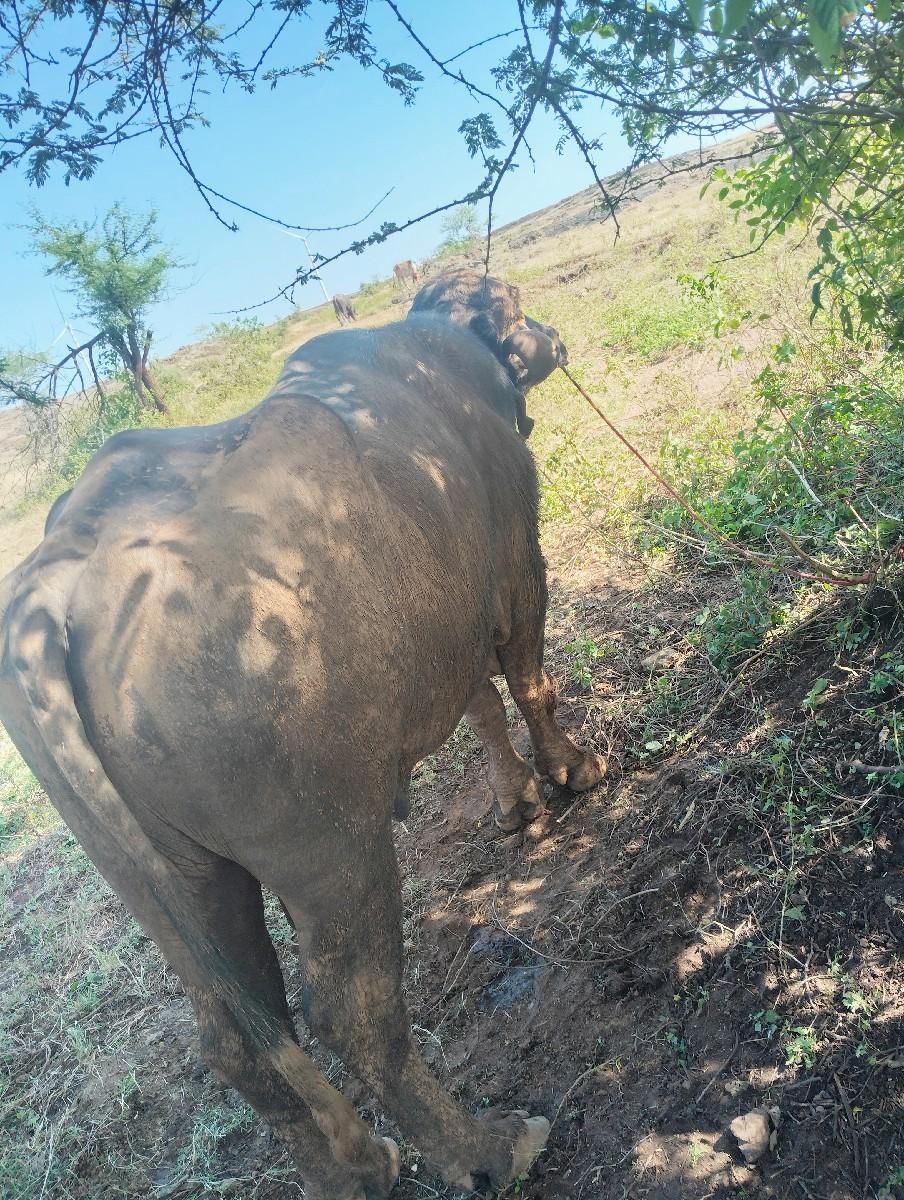 થંબનેલ 3