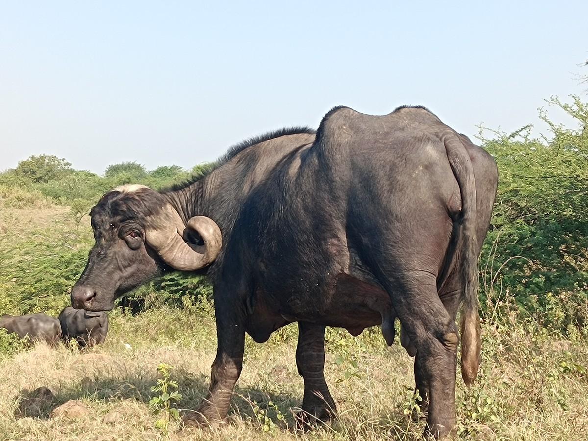 થંબનેલ 2