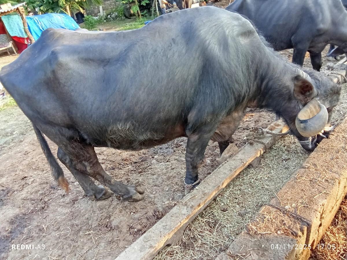 2 ભેંશ વેચવાની છે બધી જવાબદારી