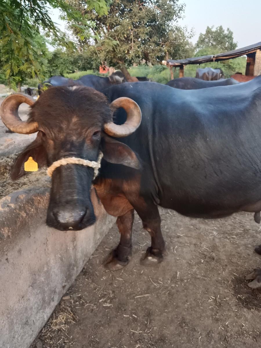 થંબનેલ 3