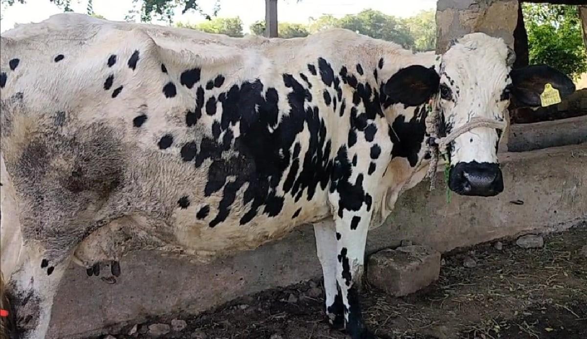 એસેફ ગાય વેસવાની છે