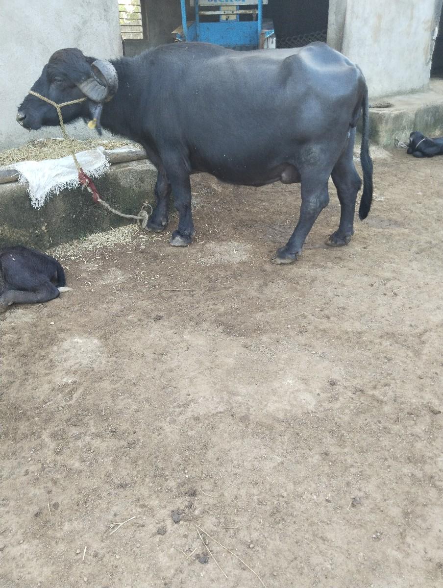 વેચવાની છે કિંમત 90000