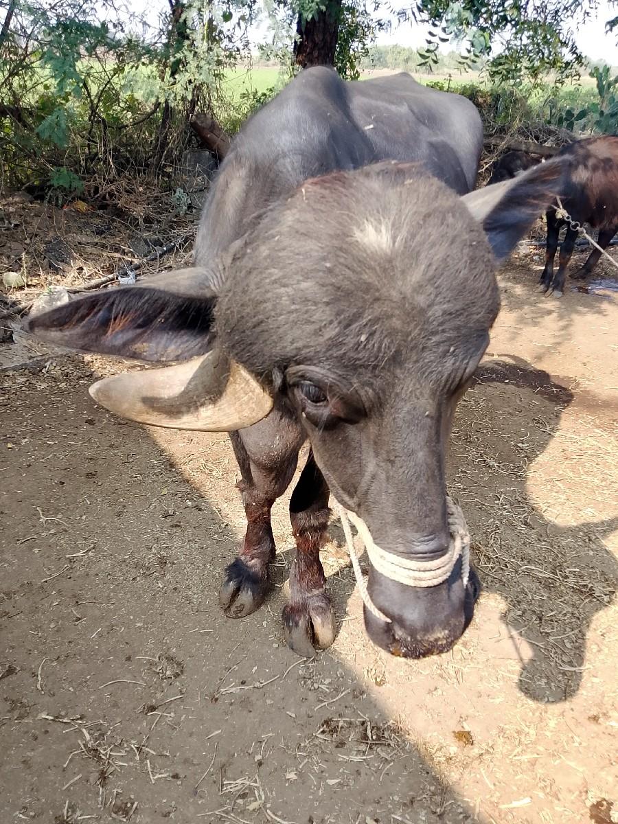 ખડેલી1પારૅટછેદુધ2...5લિટરસદિવસ