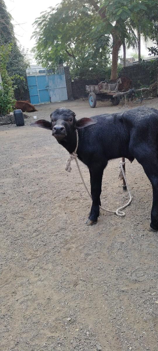 થંબનેલ 3