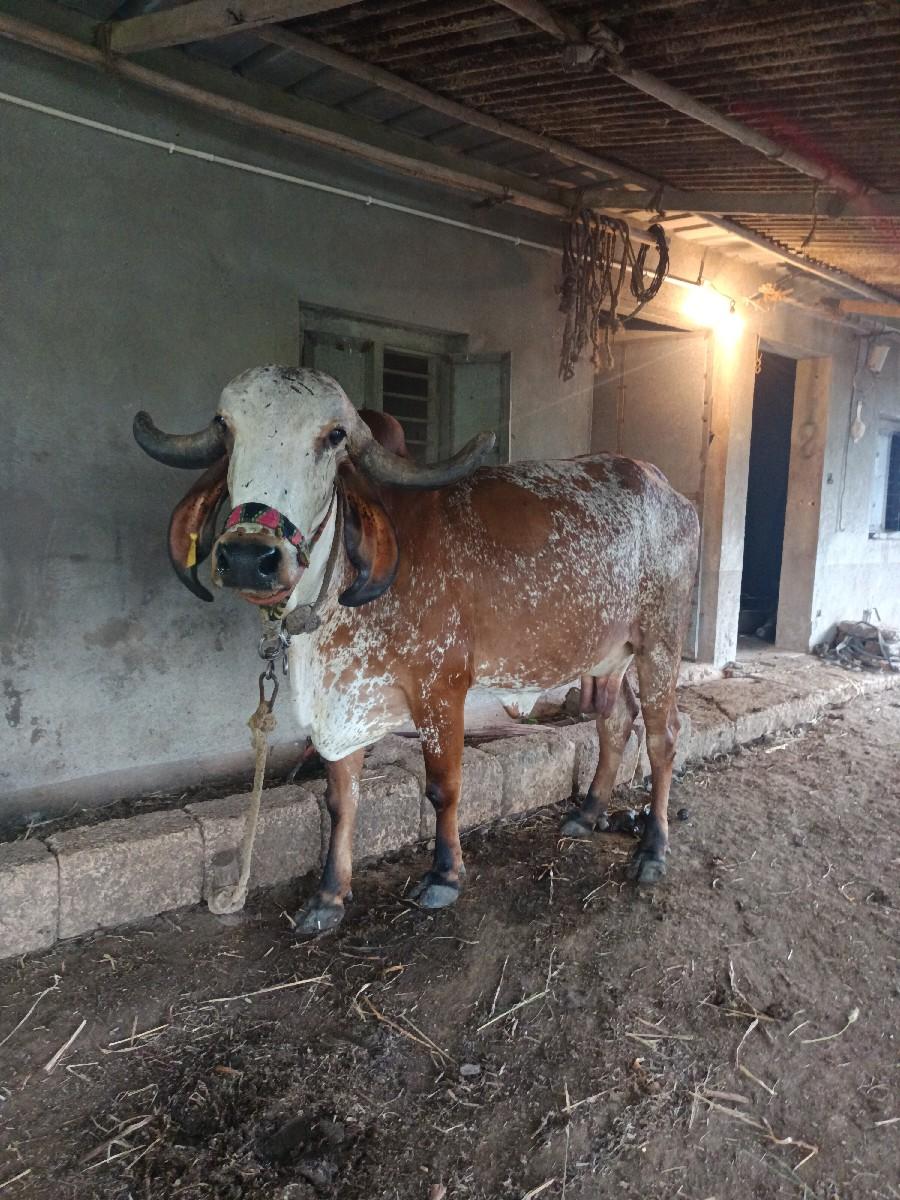 થંબનેલ 2