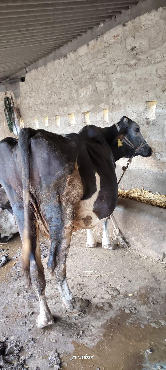 થંબનેલ 3