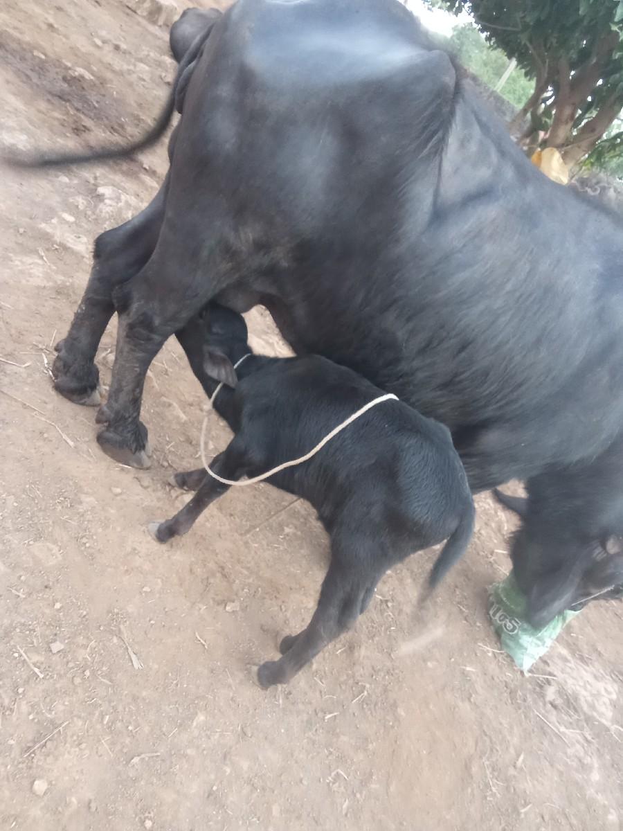 ભેસ વેસવાની છે