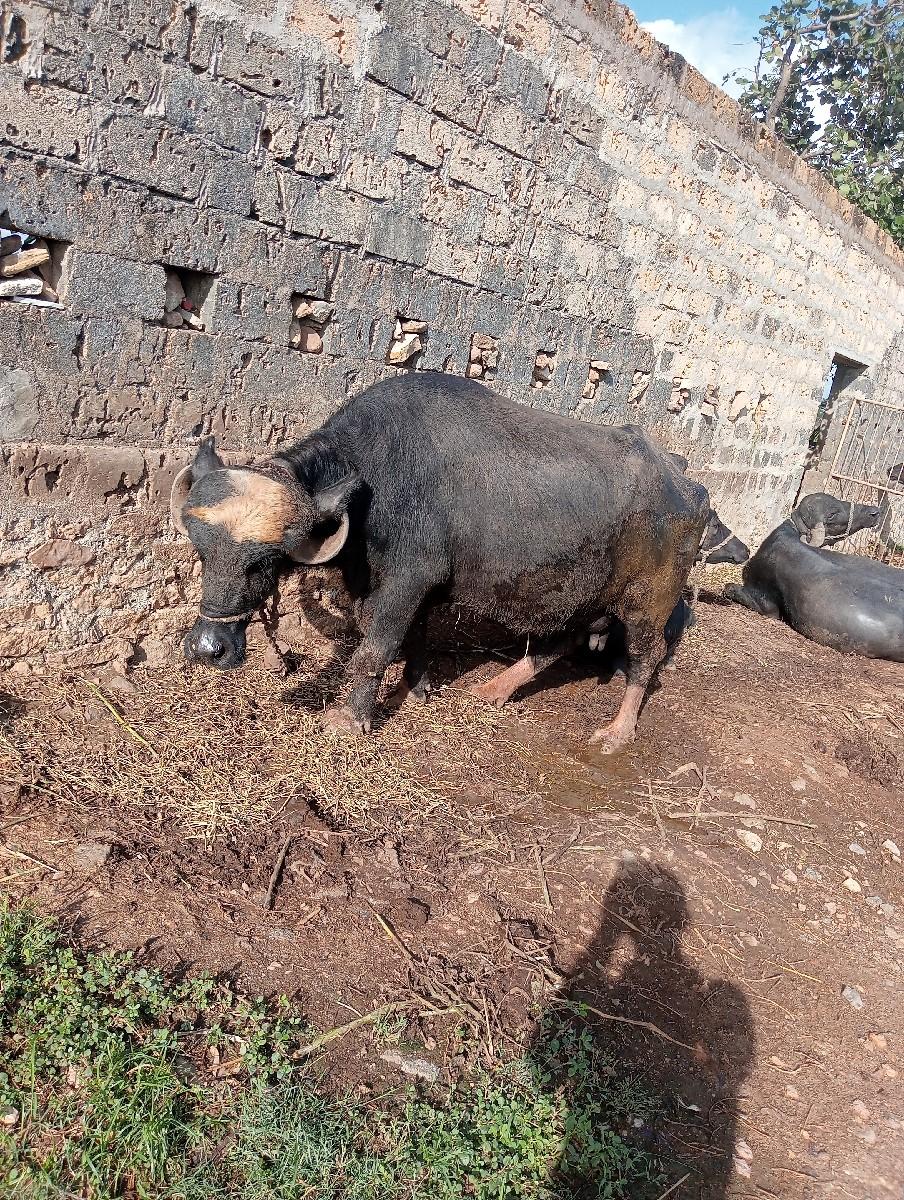 થંબનેલ 3