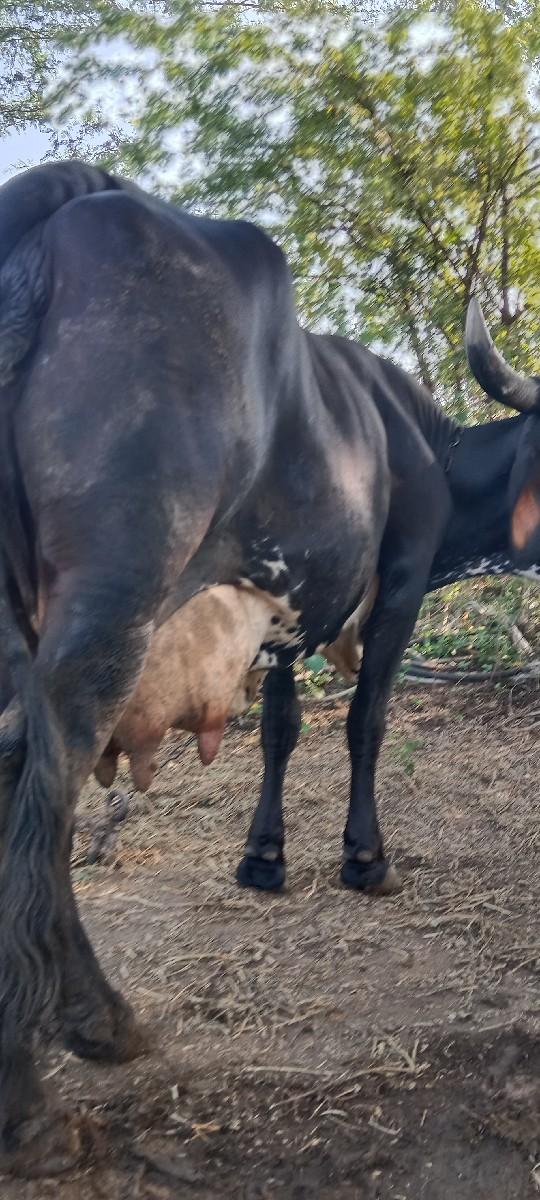 થંબનેલ 3