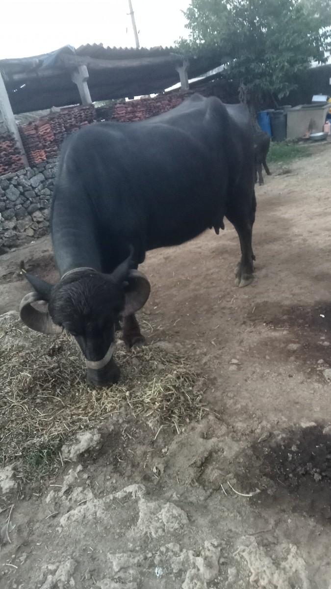 થંબનેલ 3