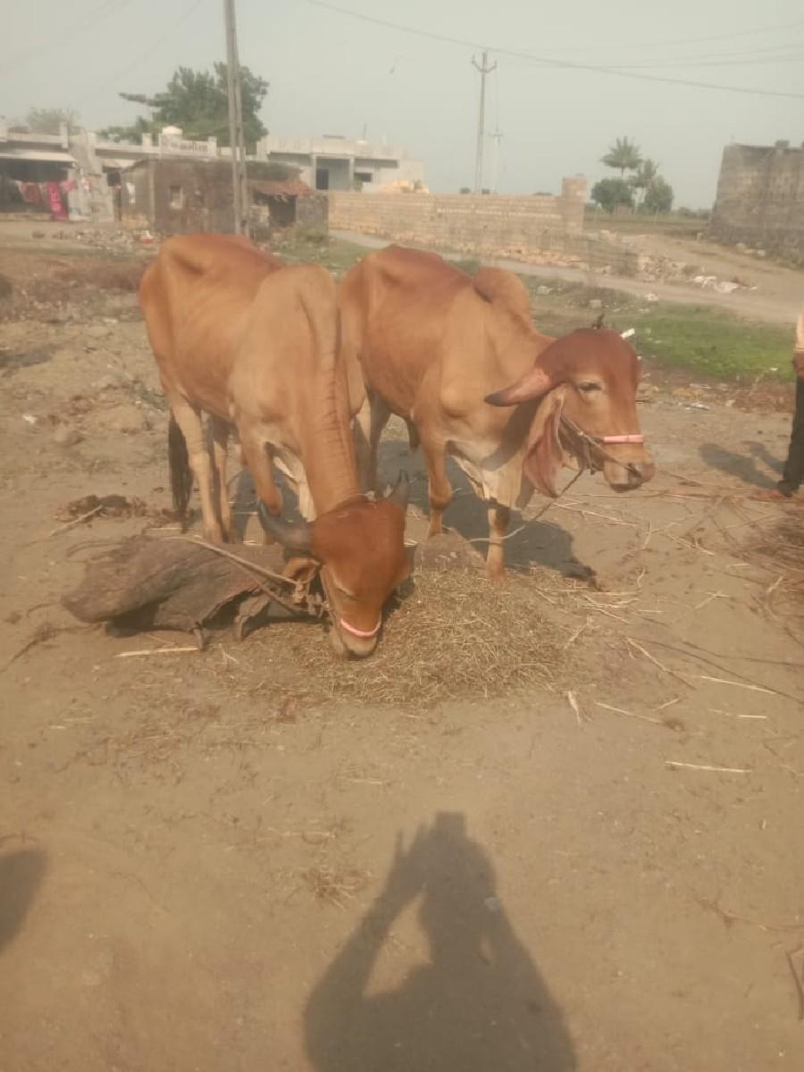 થંબનેલ 2