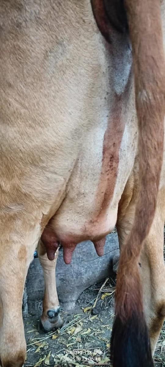 થંબનેલ 3