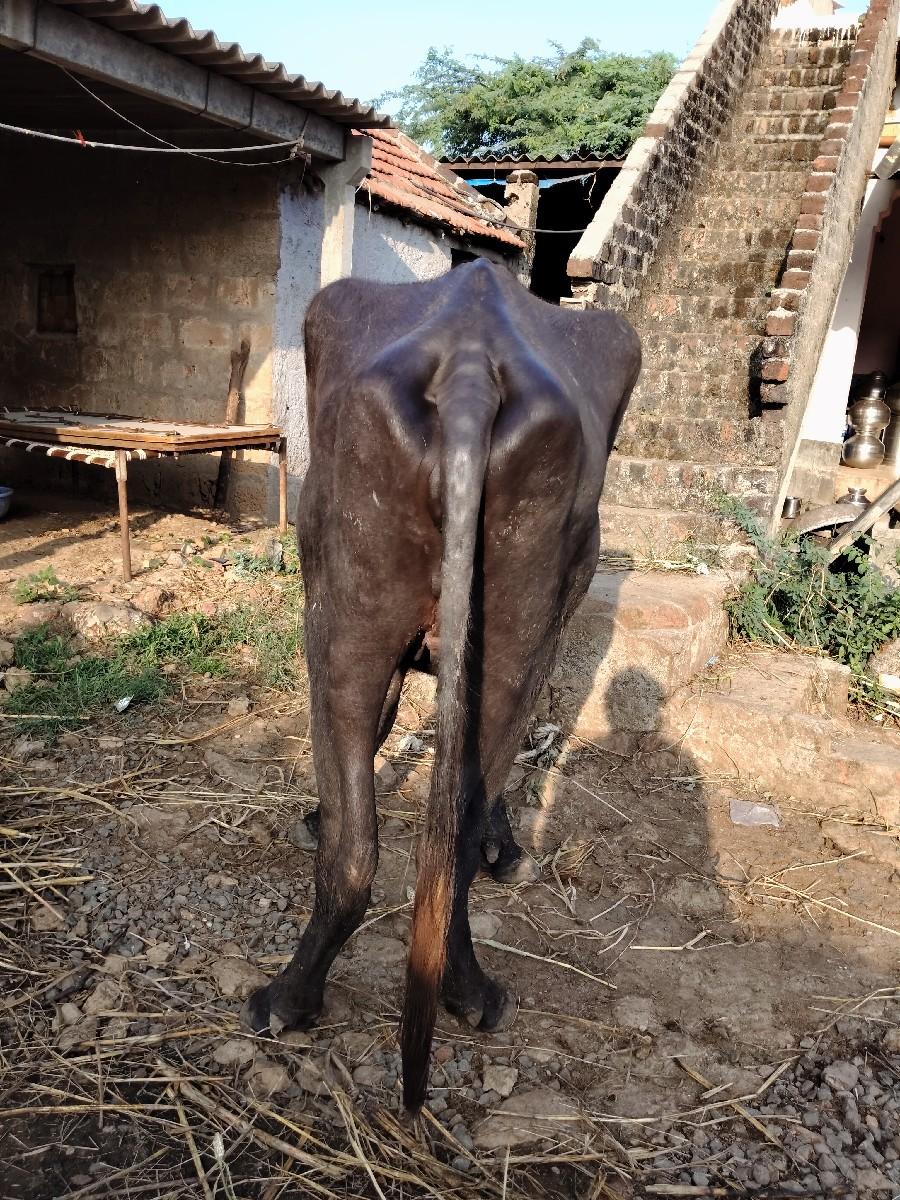 થંબનેલ 2