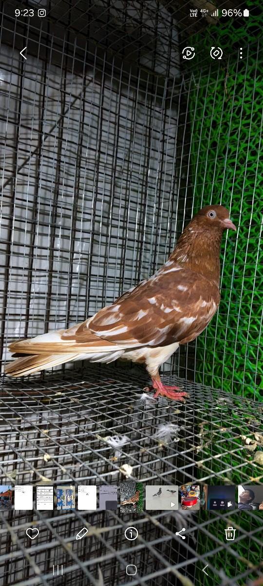 થંબનેલ 2