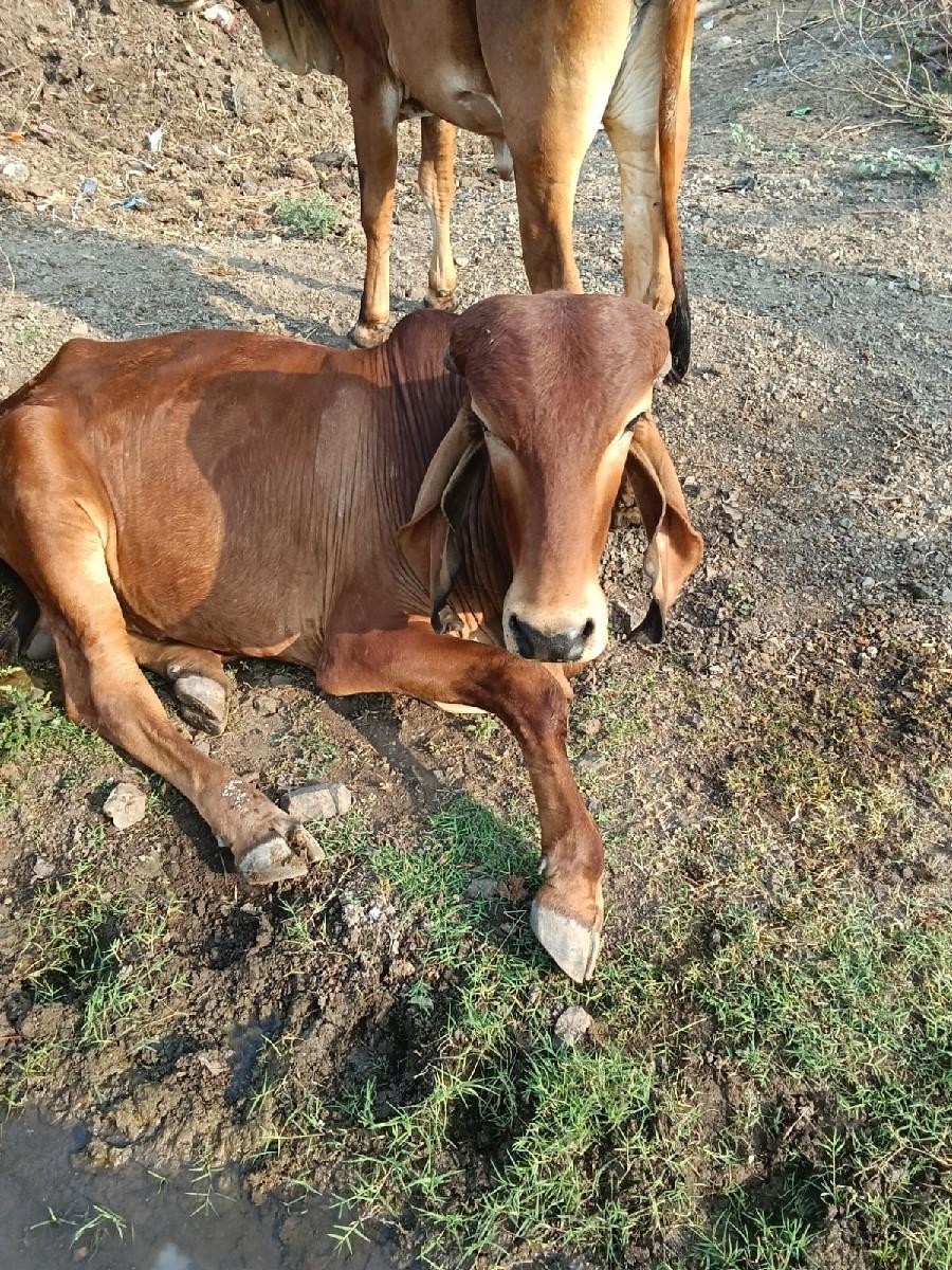 થંબનેલ 2