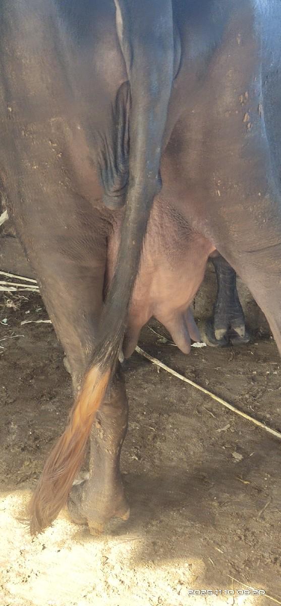 થંબનેલ 3