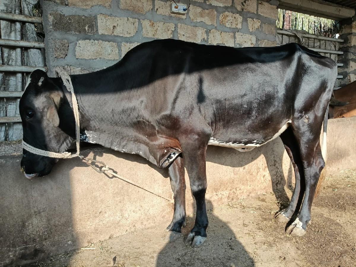 થંબનેલ 2