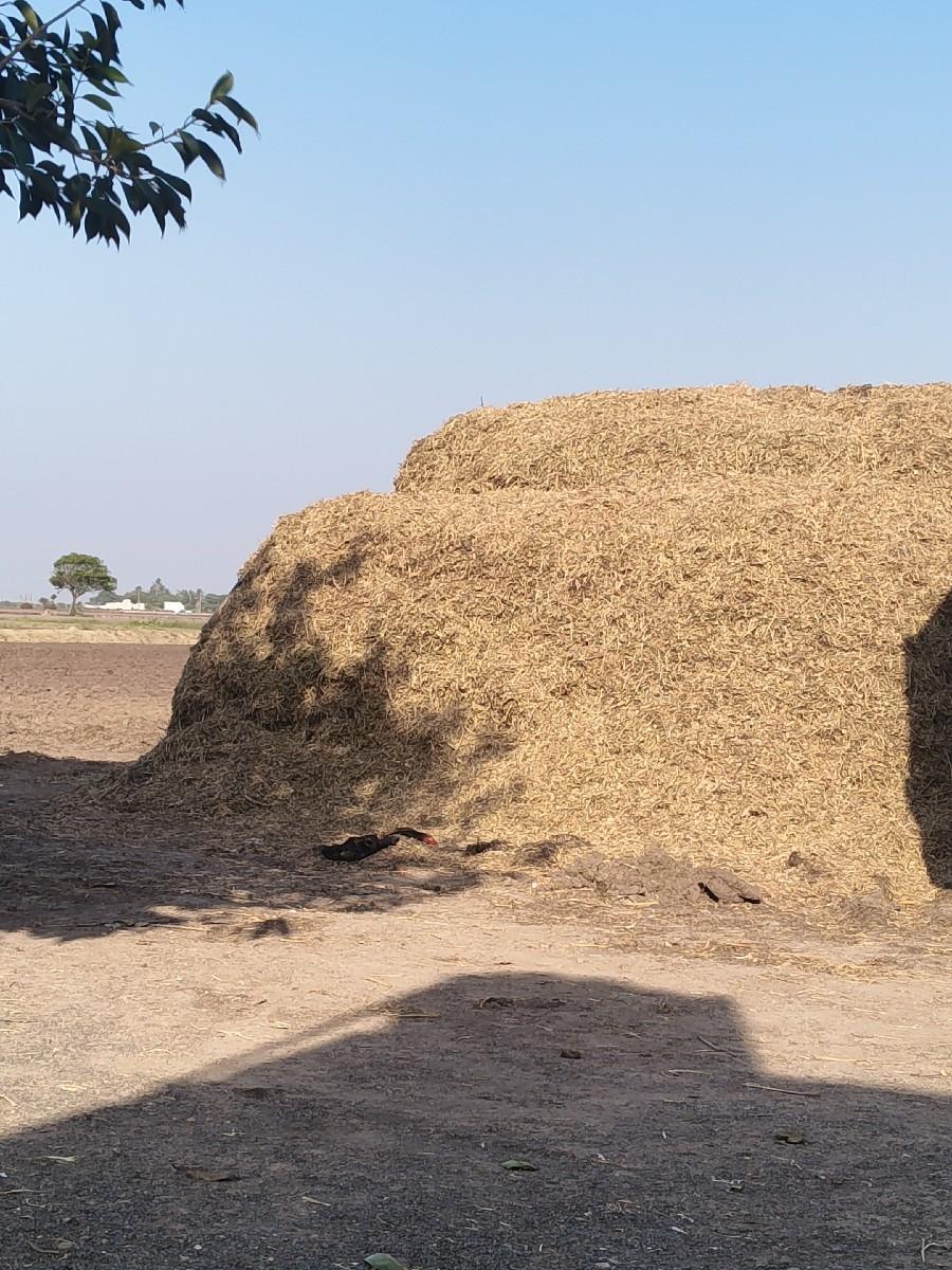 હાથી આણી