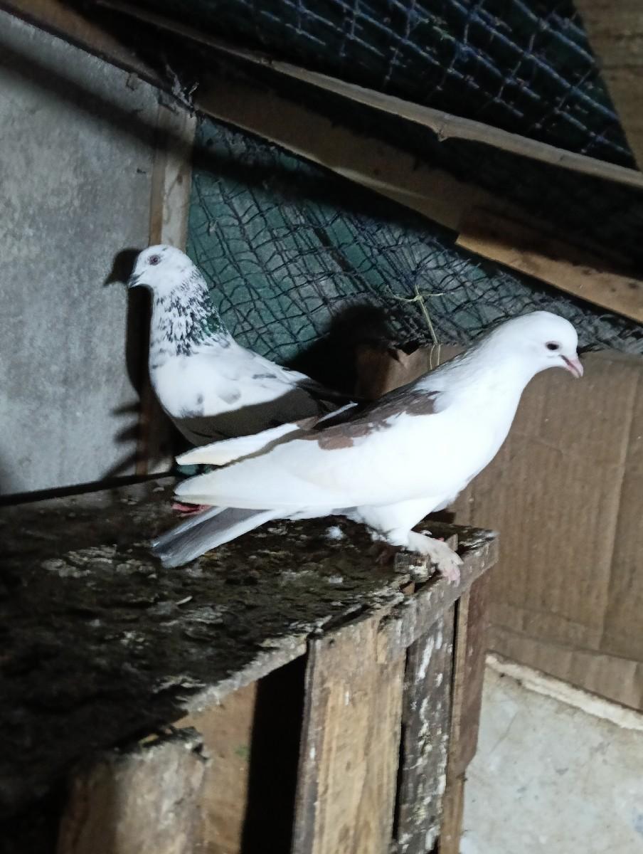 થંબનેલ 3