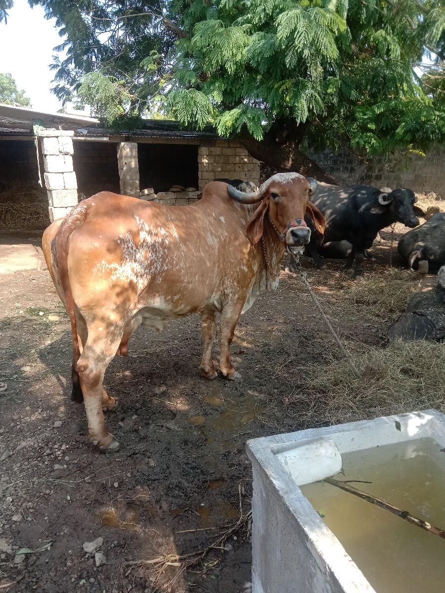 ગાય વેચવાની છે