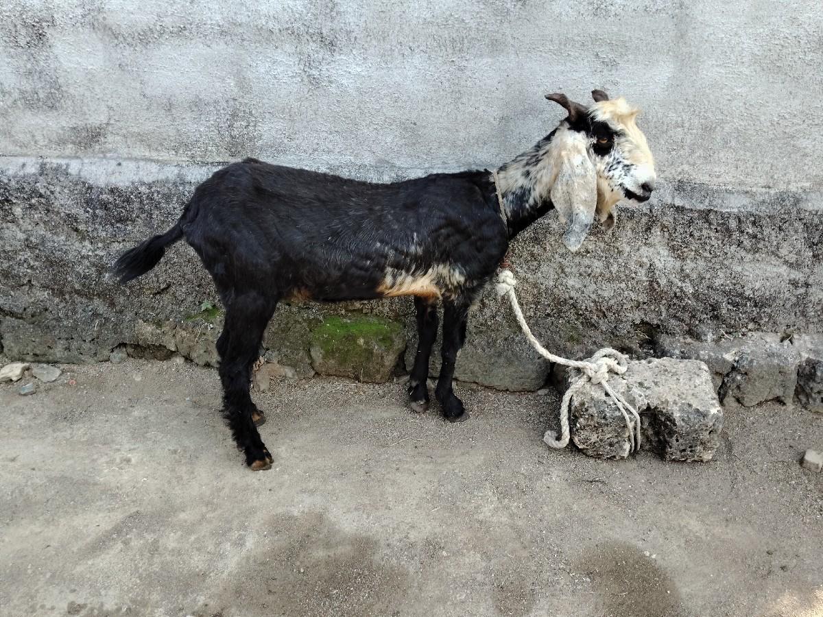 થંબનેલ 2