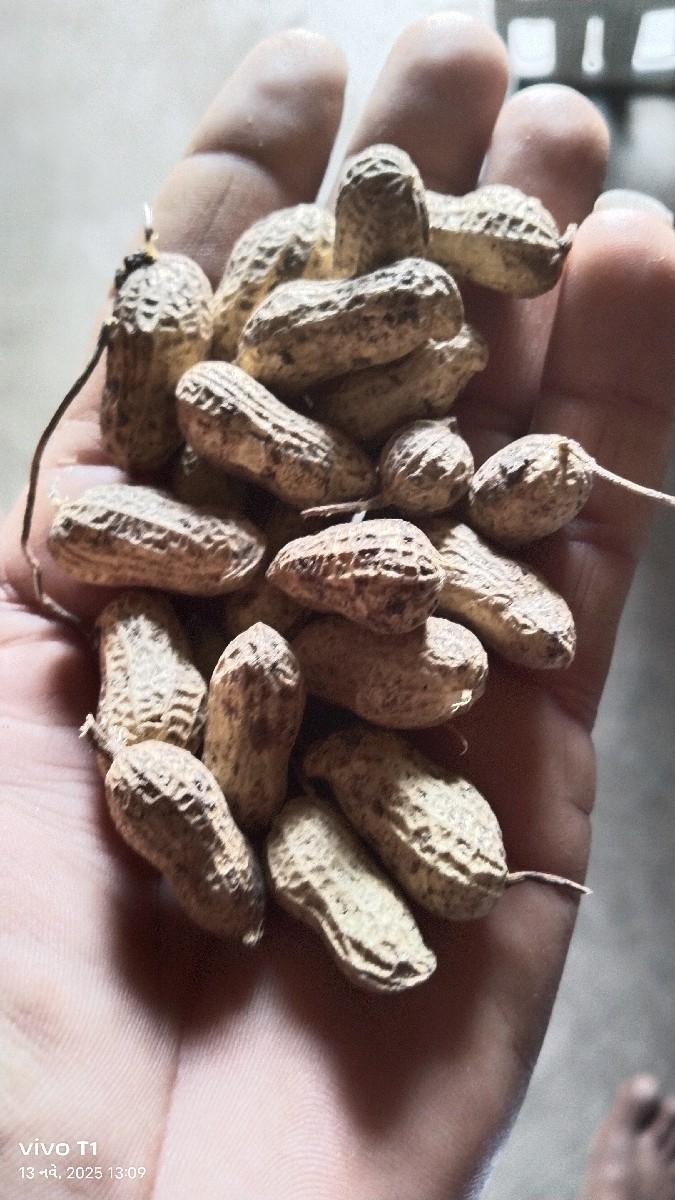 G 20 મગફળી વેચવાની છે