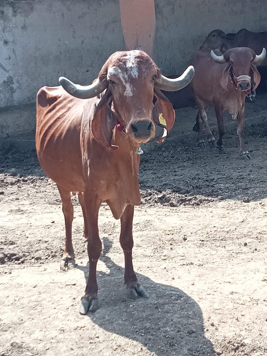 વેચવાની