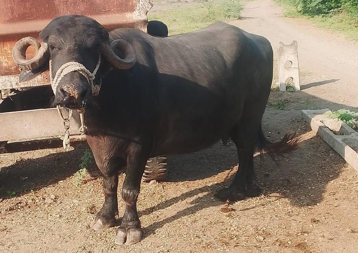 ભેસ વેચવાની છે.