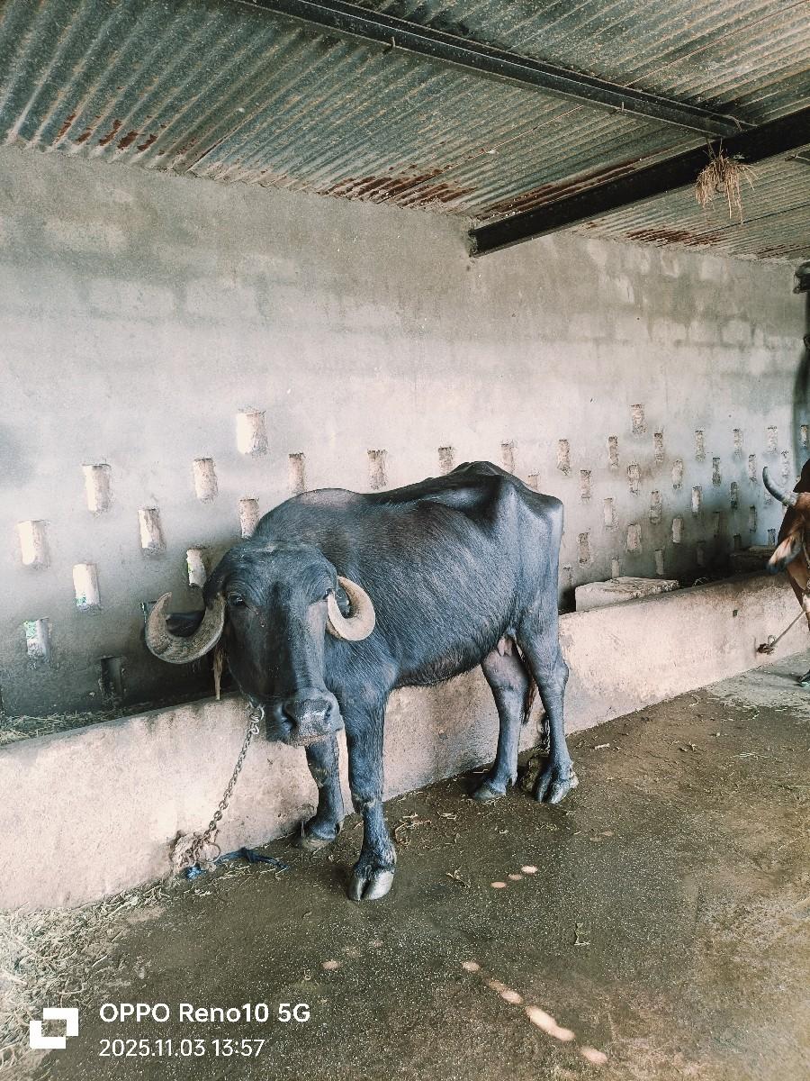 થંબનેલ 2