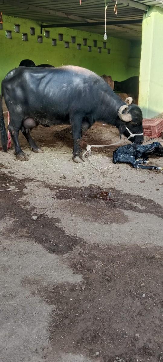 થંબનેલ 2