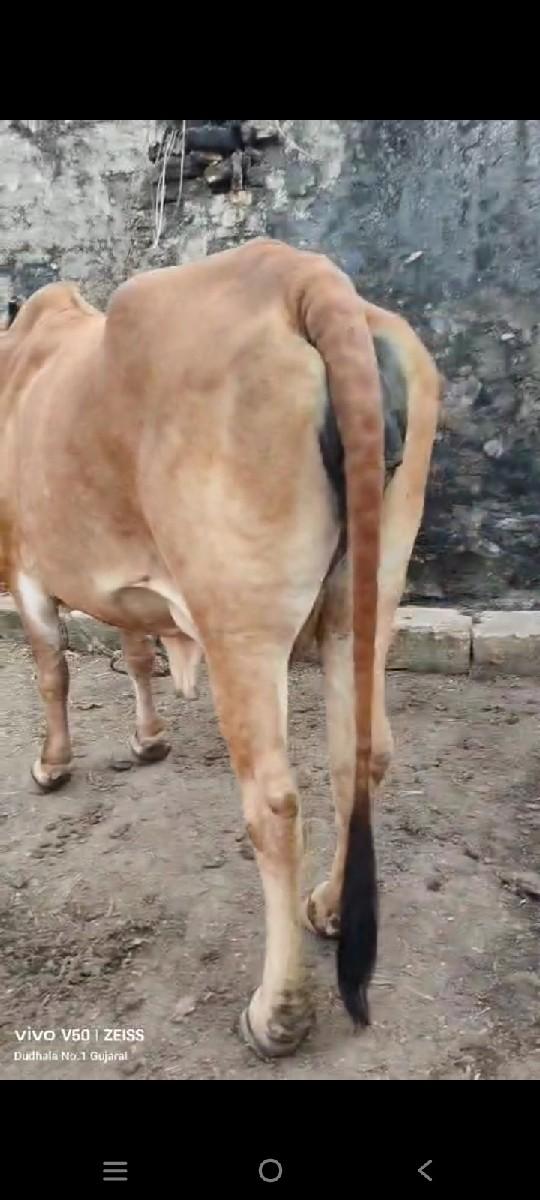 થંબનેલ 2