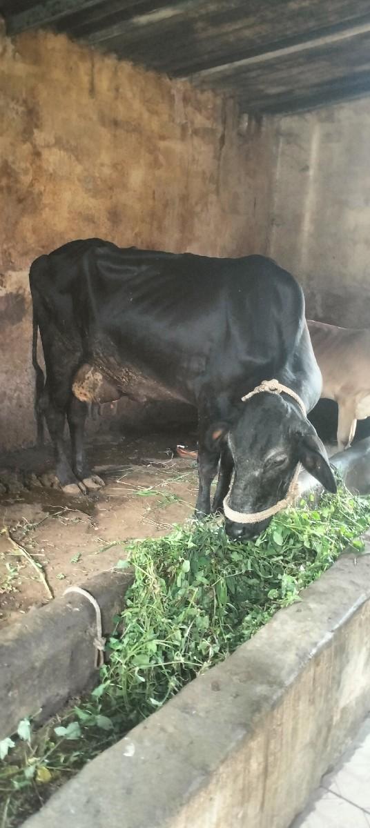 થંબનેલ 3