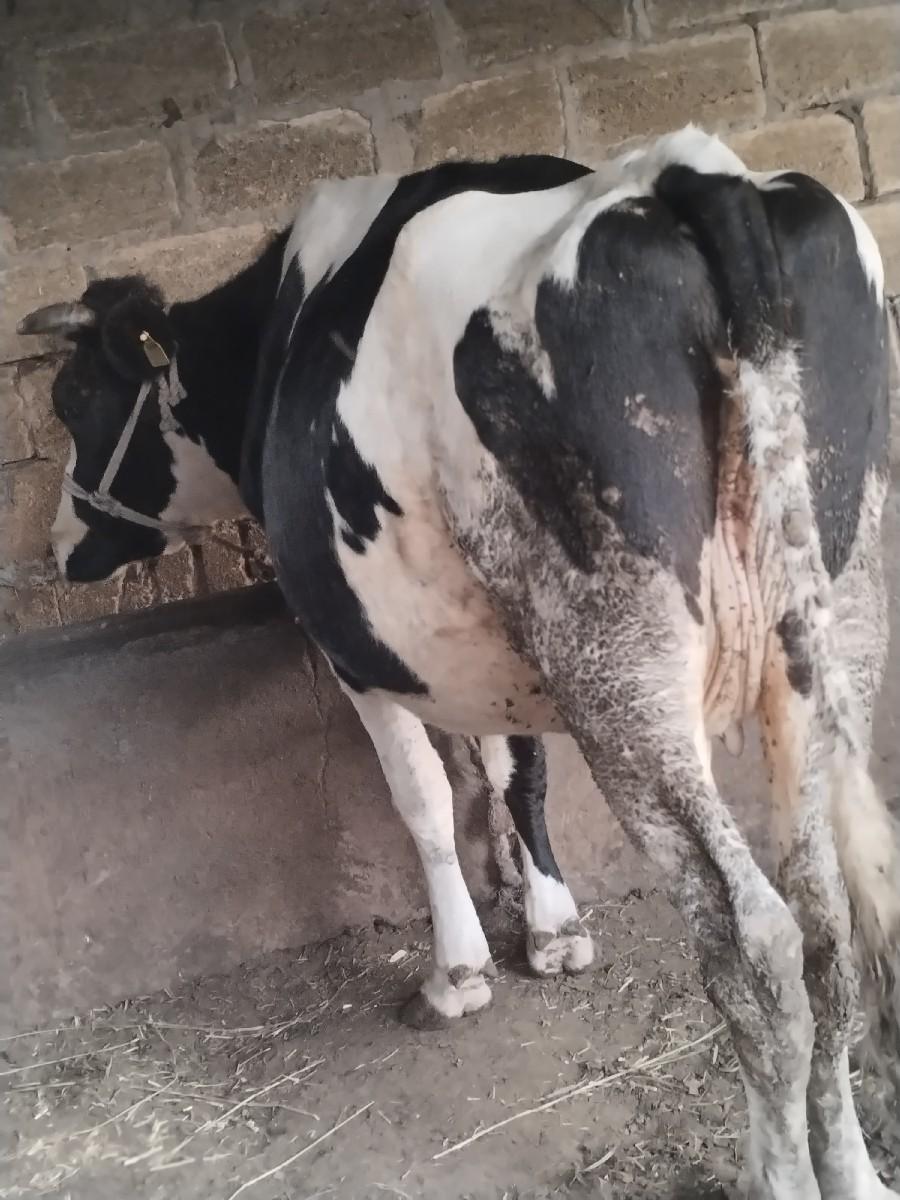 ગાય વેચવાની છે