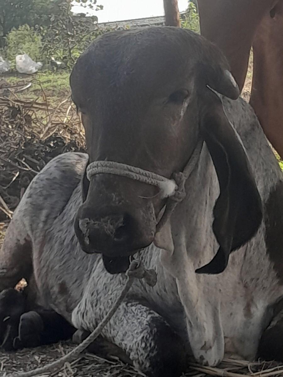 થંબનેલ 2