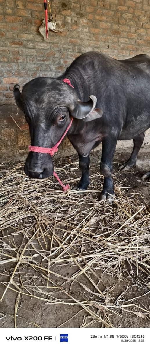 ખડાય વેચવા ની 2 દાંત ખડાઇ