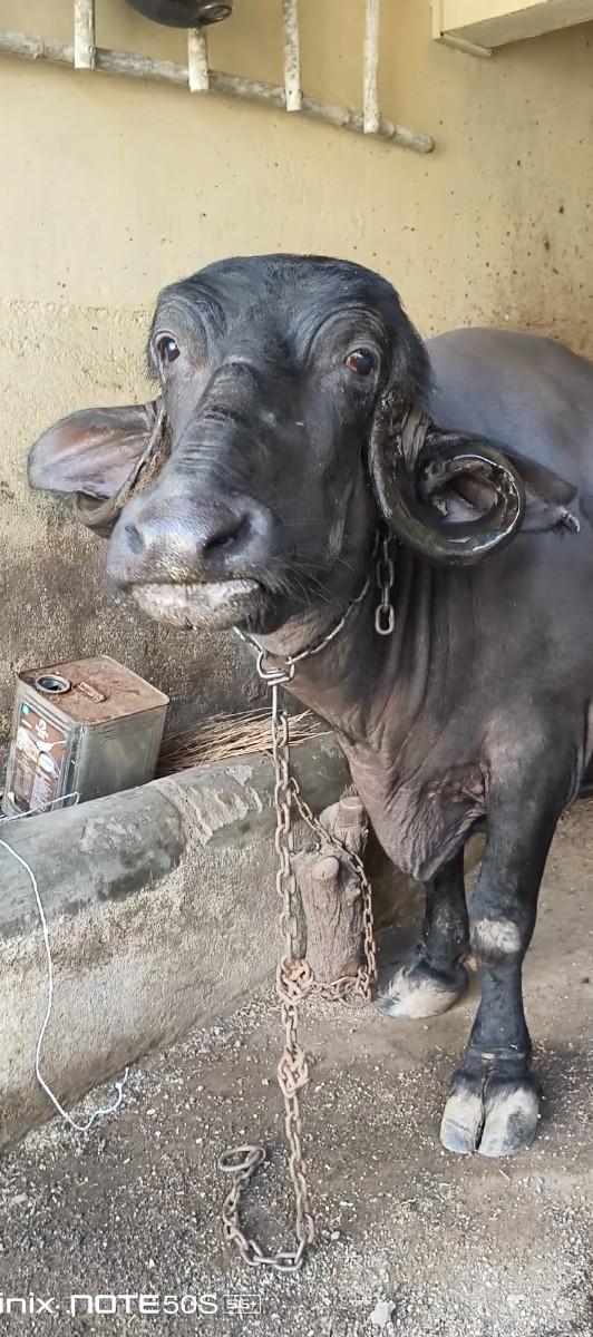 થંબનેલ 3