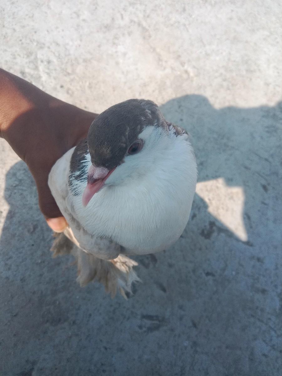 થંબનેલ 3