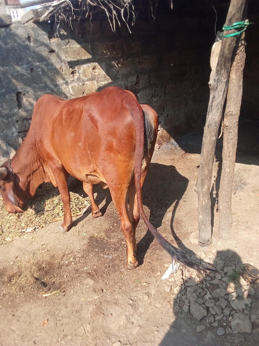 થંબનેલ 3