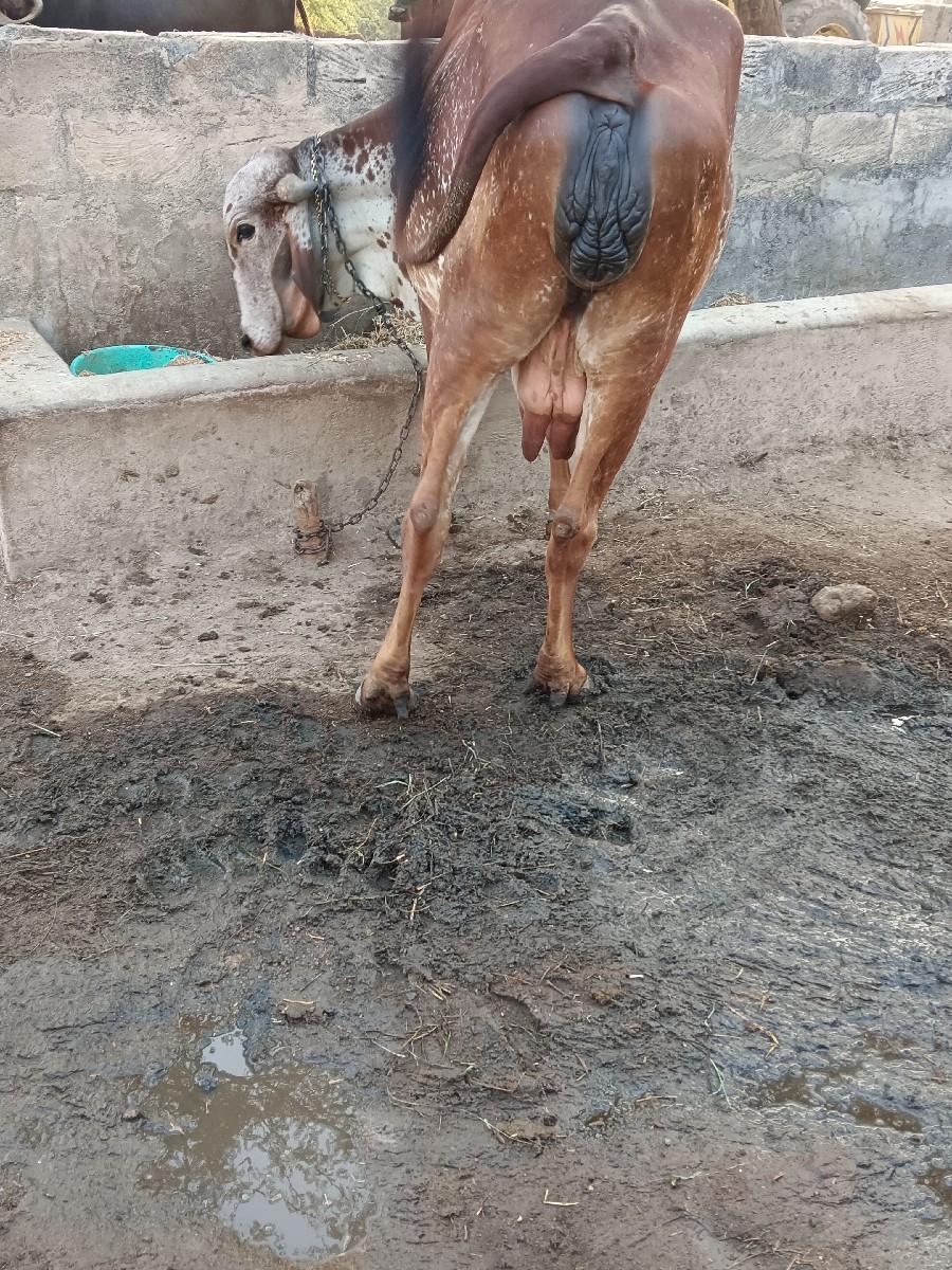 થંબનેલ 2