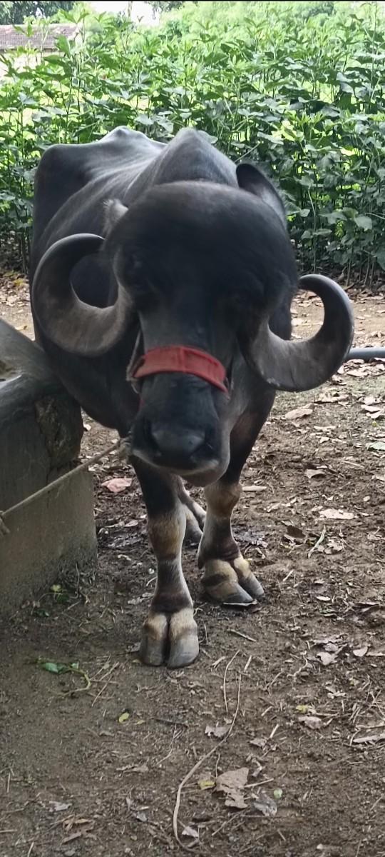 ભેંશ વેસવાની સે